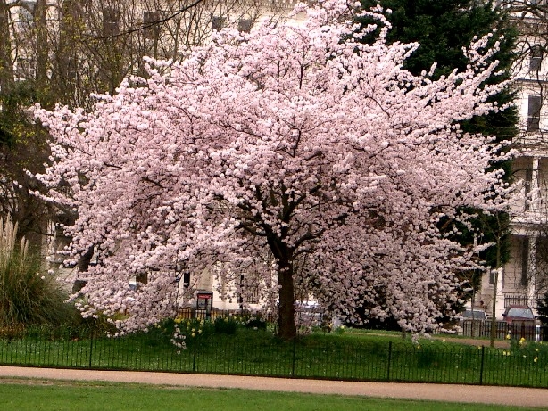 cherry_blossom_tree.jpg